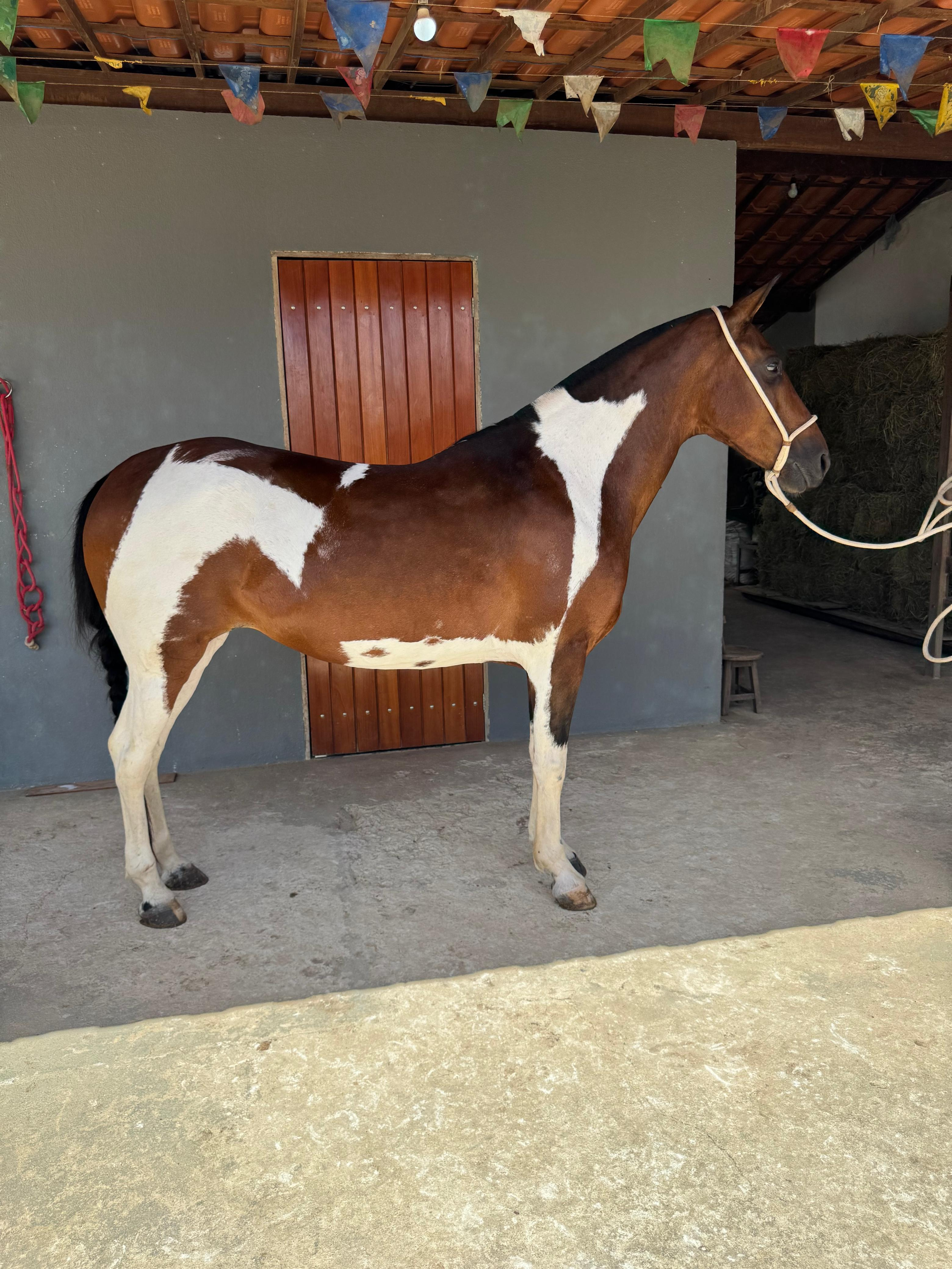 Égua ou R$30.000,00